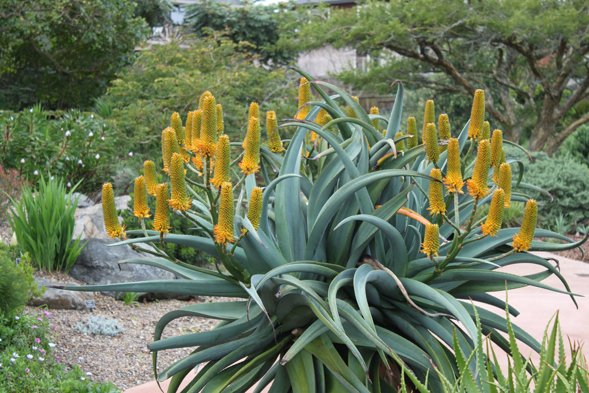 Aloe thraskii (3)